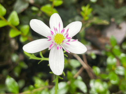 Anemone hepaticifolia en Congreso Flora Nativa Chile